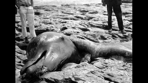 Moore's Beach Monster