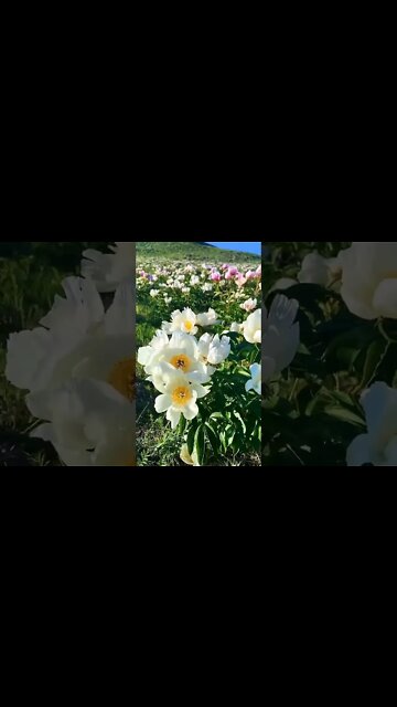 The amazing Hulun Buir Grassland