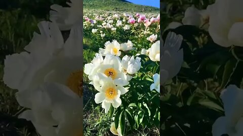 The amazing Hulun Buir Grassland