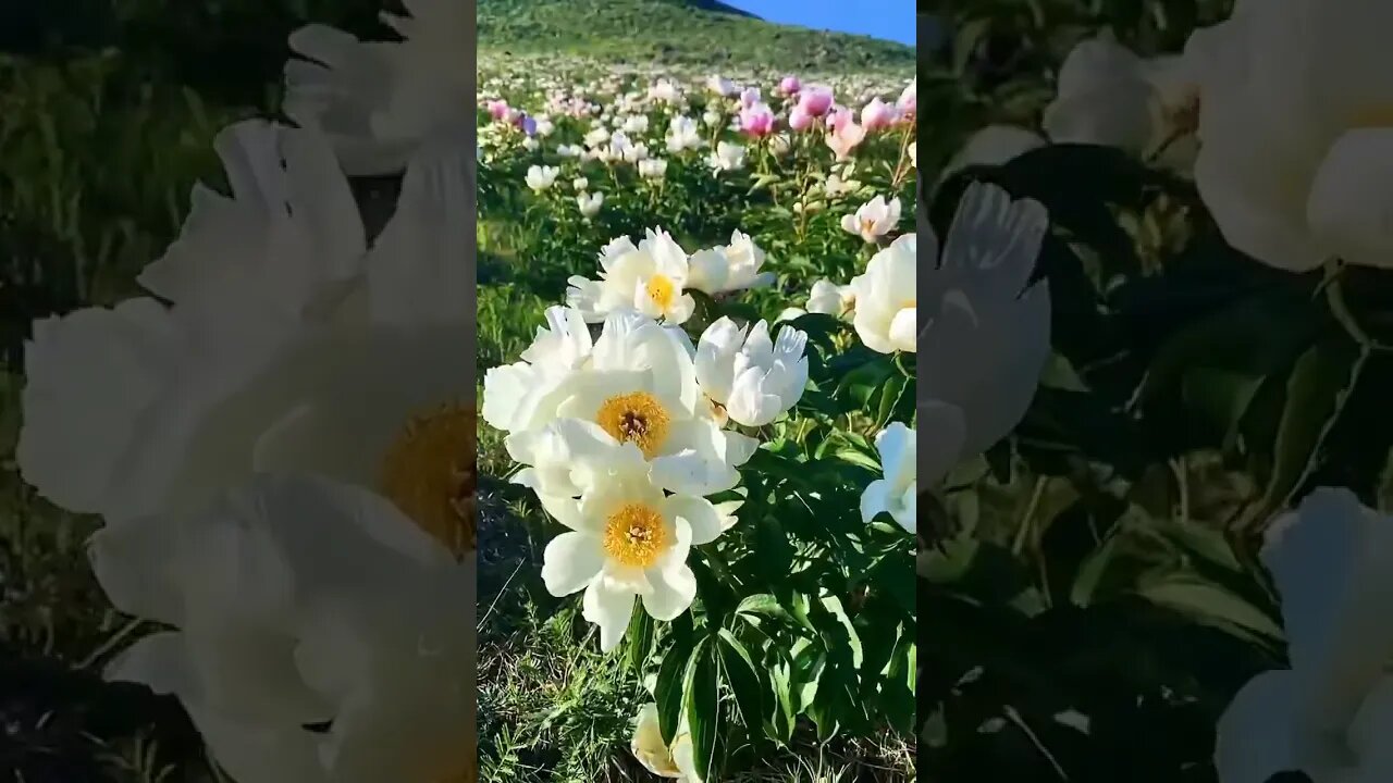 The amazing Hulun Buir Grassland