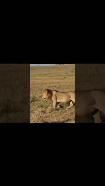 Maasai Mara Sightings Today 14/01/22 (Lions, Cheetah, Hippo, etc) | Zebra Plains | #shorts