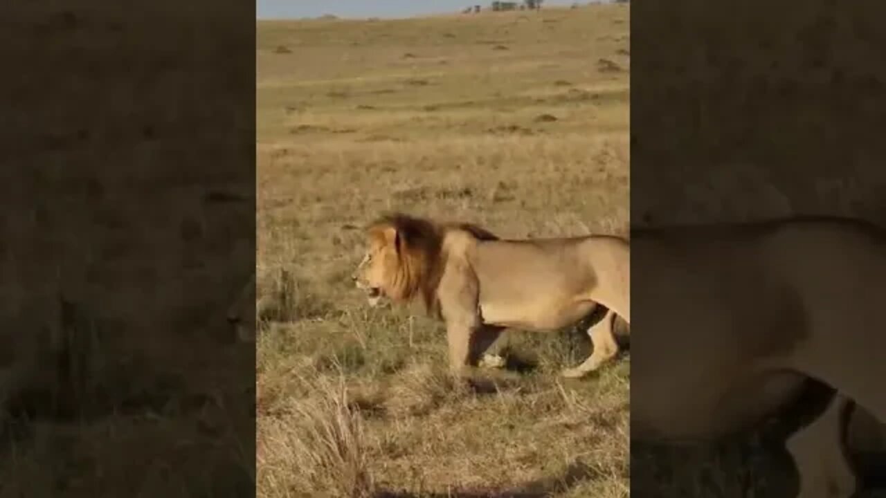 Maasai Mara Sightings Today 14/01/22 (Lions, Cheetah, Hippo, etc) | Zebra Plains | #shorts