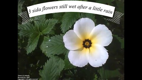 3 Sida Sp. flowers still little wet after rain, each one receives a shot ​[Nature & Animals]