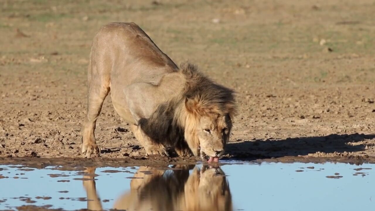 Lion Drinking Water From Beach Of River | Hungry Lion Drinking Water