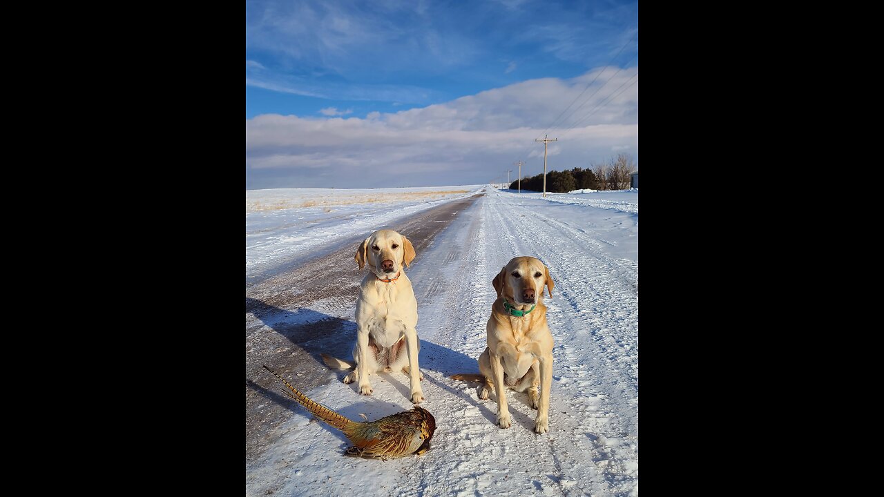 Our Final Hunt of the 2022 - 2023 Upland Season