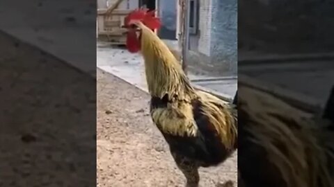 Rooster Crowing Compilation Plus