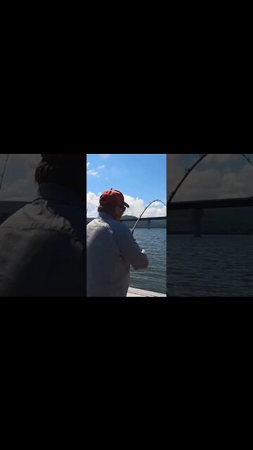 That fish hit hard #shorts