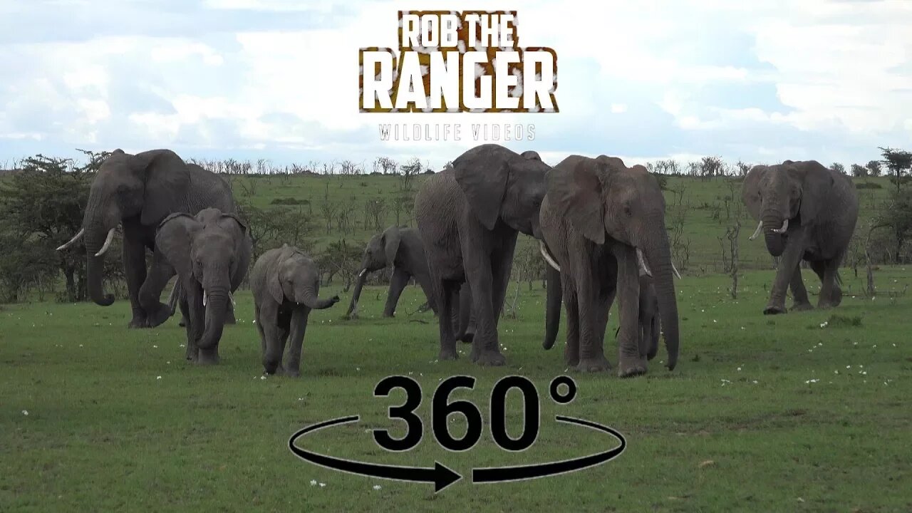 Iconic Africa | Big Elephant Herd In The Masaai Mara (In 360° VR) | Zebra Plains