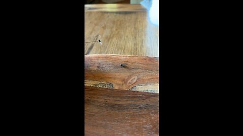 Dead fly