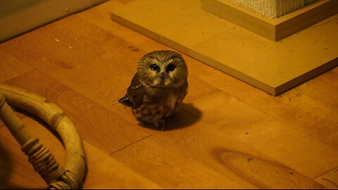MY CAT brings an OWL Inside My House...very intense eye contact insues
