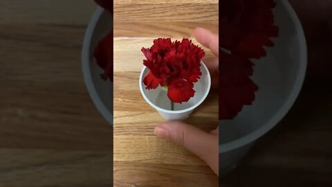 A Red Carnation