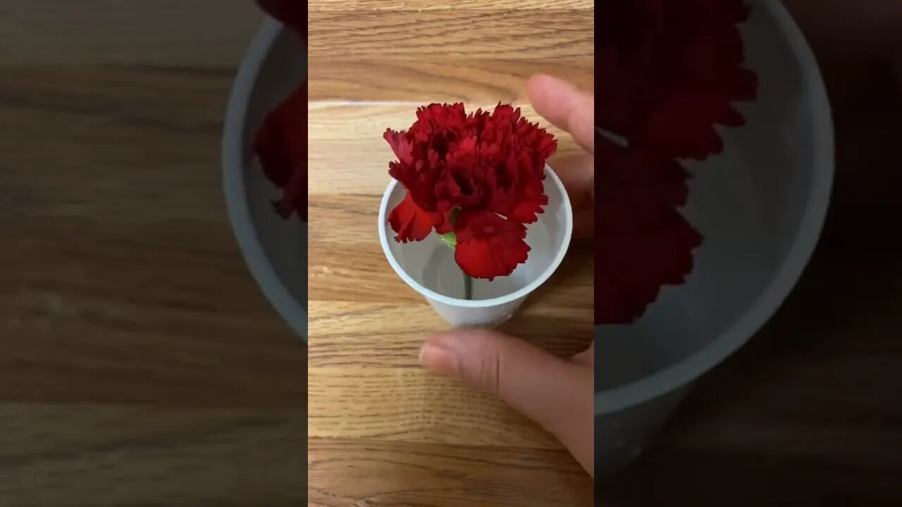 A Red Carnation