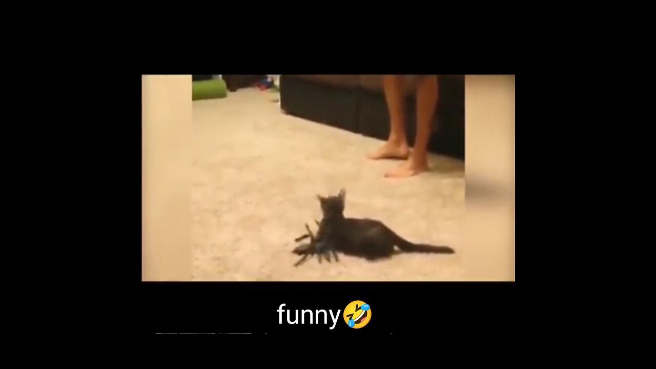 Full funny🤣 video🎥 shoot 😍 #cat 😺 & dog 🐕... #rumble