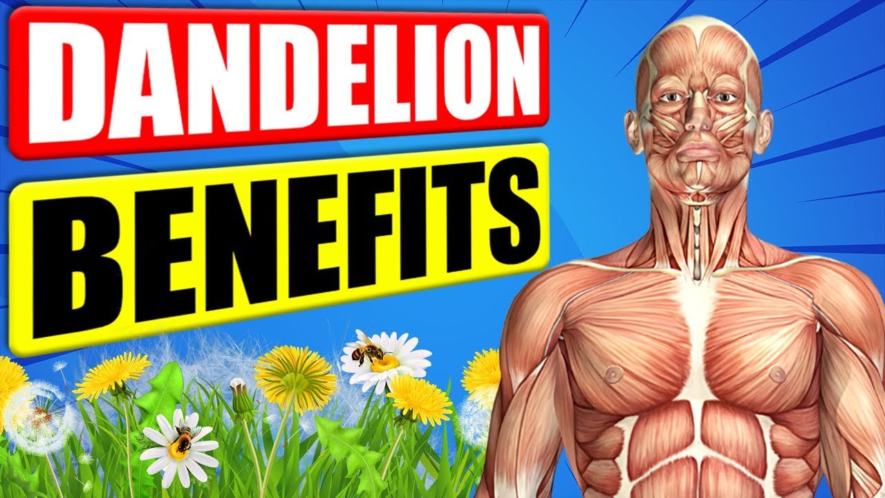 Dandelion is a medicinal herb