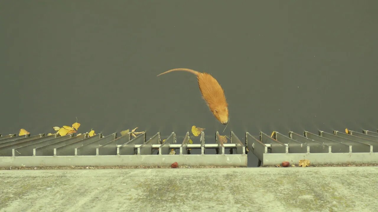 Sony Alpha a6400 Video test (nutrie v Rokytce) 4K