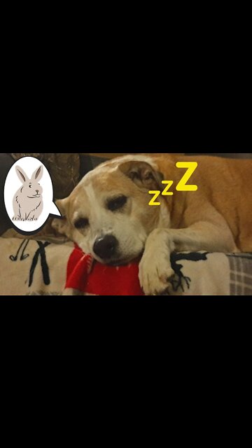 #shorts Dog Dreams of Chasing Things