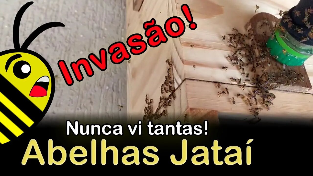 Enxameação e batalha de abelhas Jataí na caixa e na isca pet