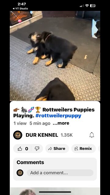 Rottweiler 🐶 Playing