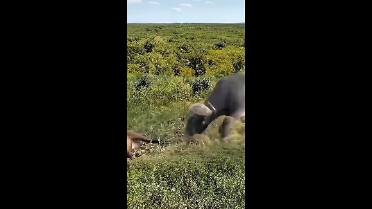 OMG forest fight
