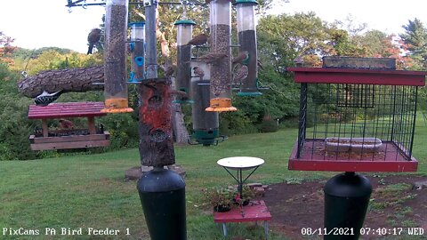 Hairy Woodpecker using inverted log feeder