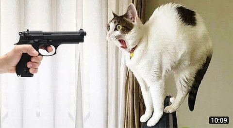 smart cat are you kitchen okay like comment and share absolutely subscribe
