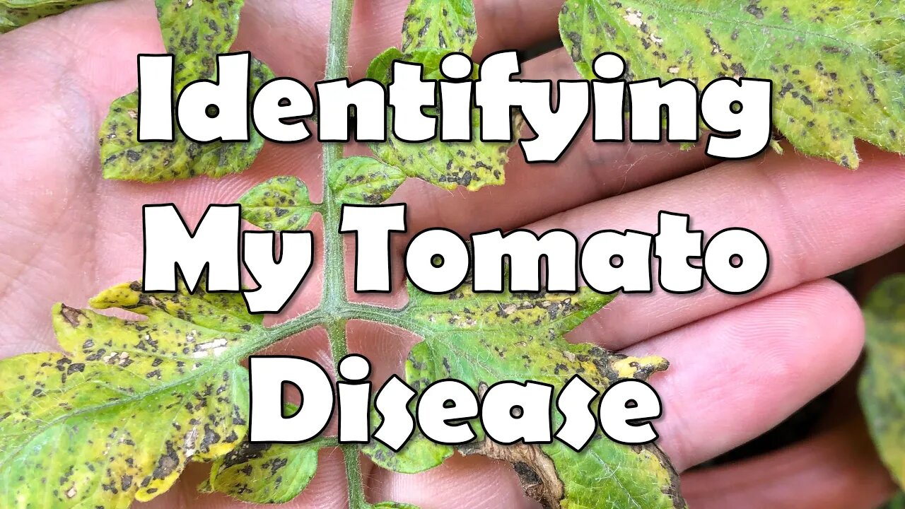 Devastating Tomato Disease