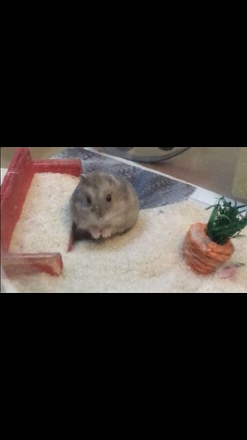 hamster digging in the sand