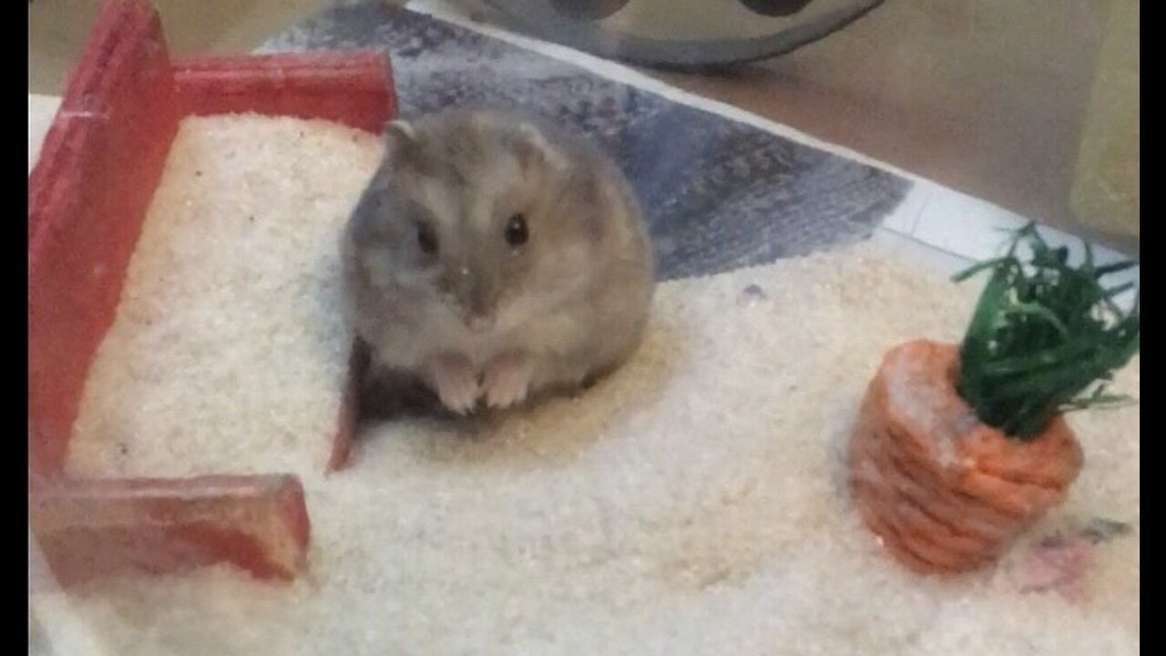 hamster digging in the sand