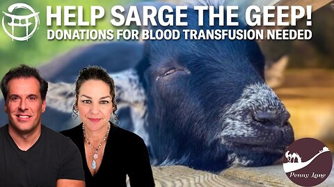 ♥️ LET'S HELP SARGE THE GEEP!