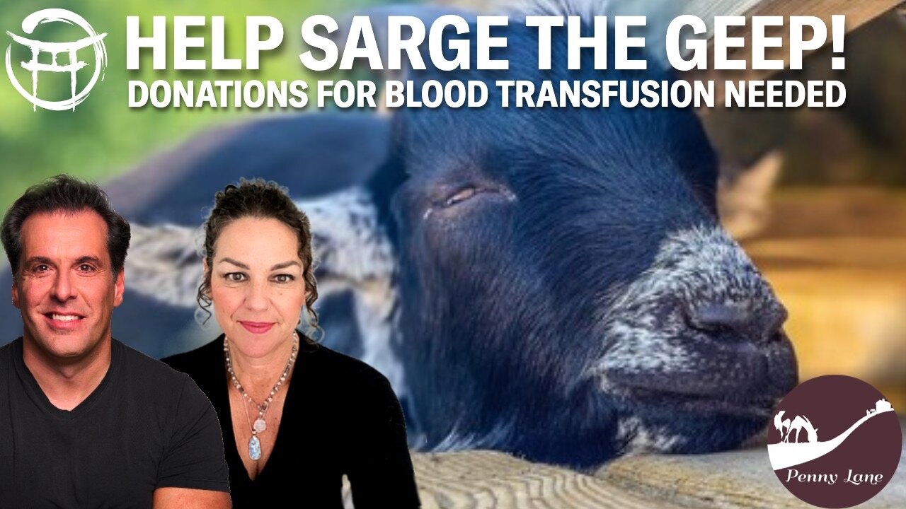 ♥️ LET'S HELP SARGE THE GEEP!