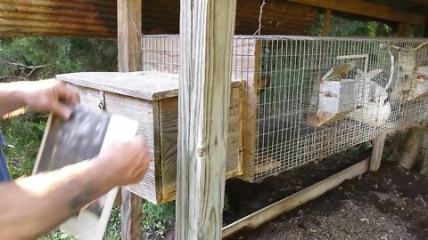 Snake Attacks the Rabbit Nest