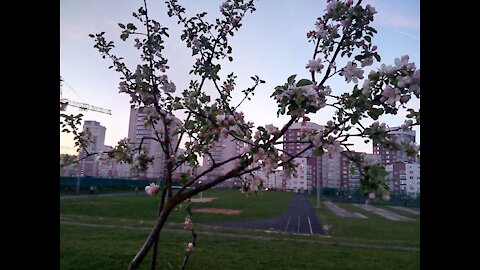 Spring tree