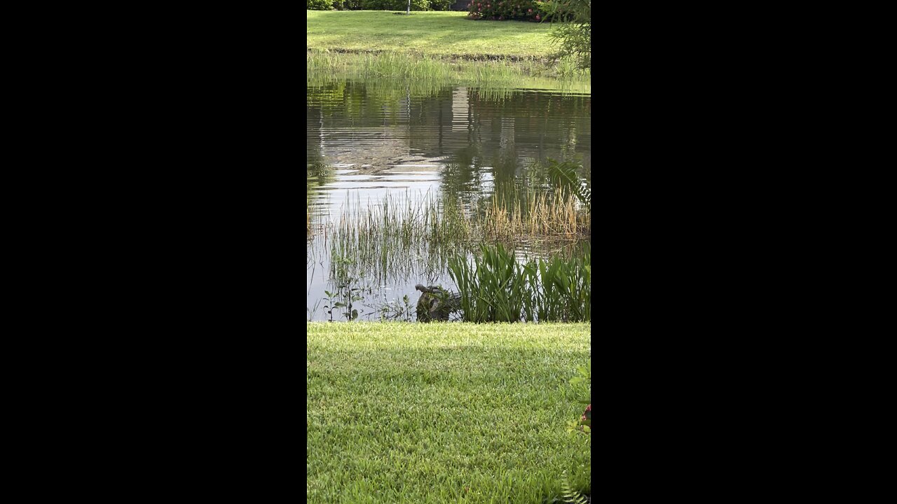 Incredible Alligator Turtle Attack Part 1