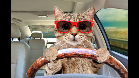 Cat Driving Car-Funny Cats Moments
