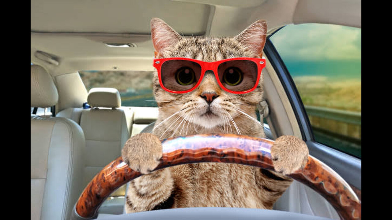 Cat Driving Car-Funny Cats Moments
