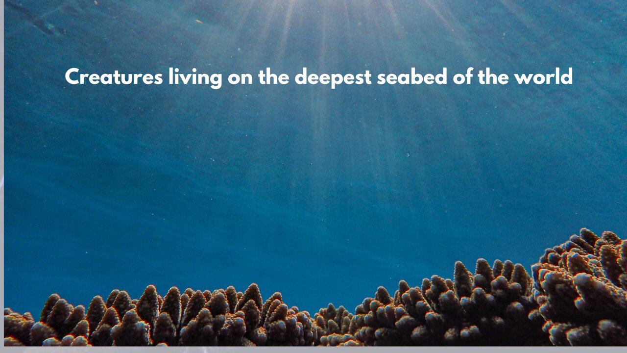creatures found on the world's deepest seabed