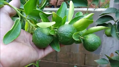 frutíferas produzindo em vaso fazemos entregas no grande rio e região dos lagos