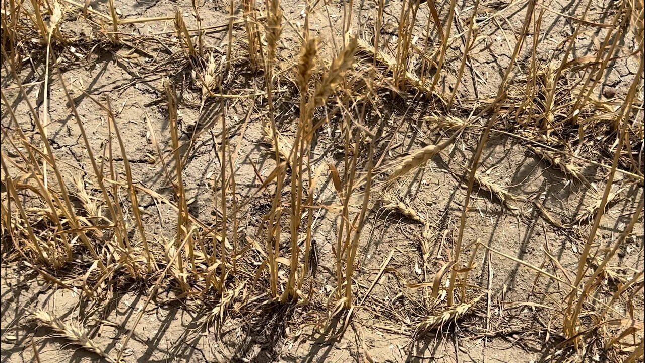 DAYS 62 & 63 / 2022 Wheat Harvest / August 16 & 17 (Jordan, Montana)