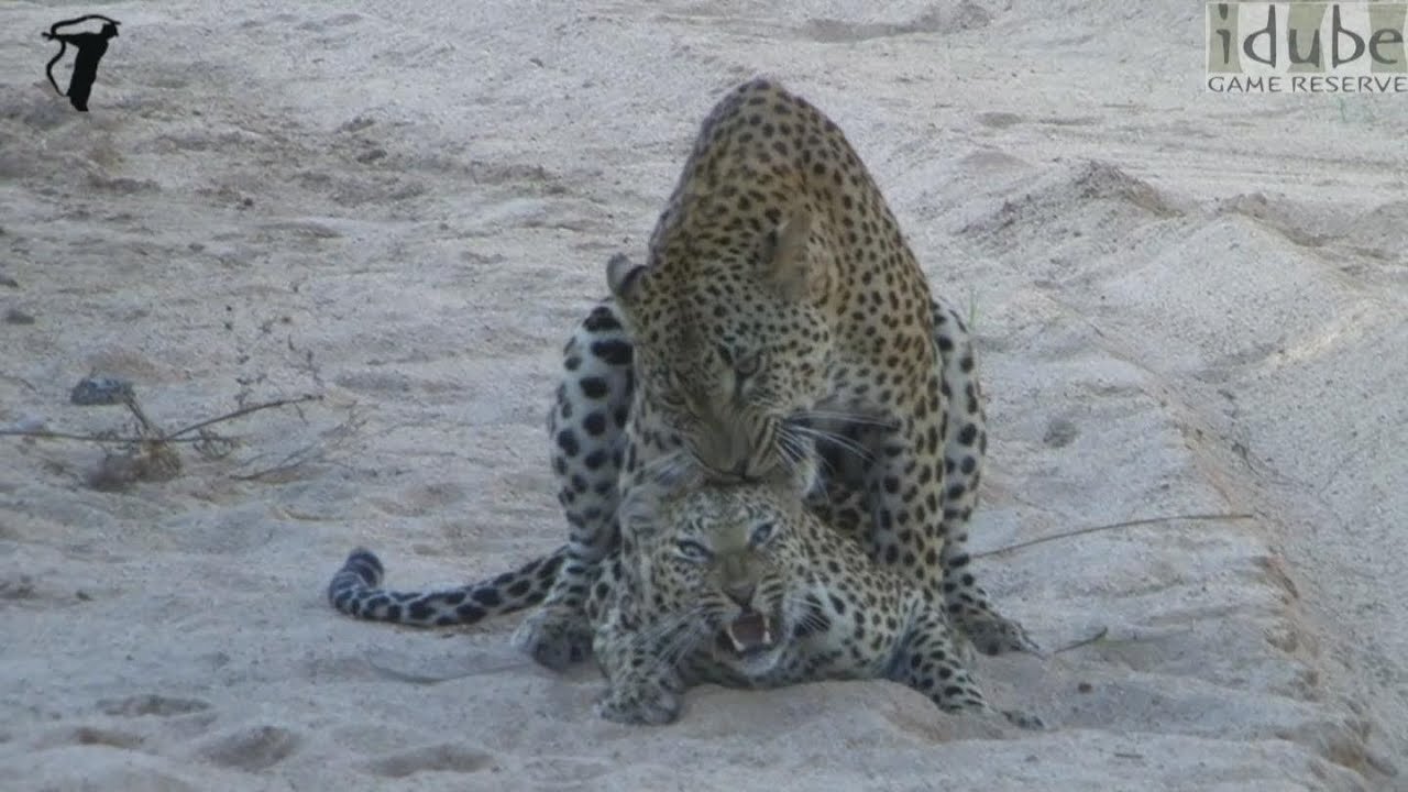 WILDlife: African Wildlife - Leopards Pairing (HD)