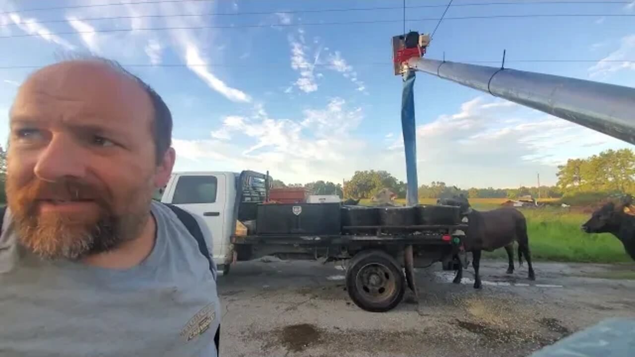 Feeding the cows