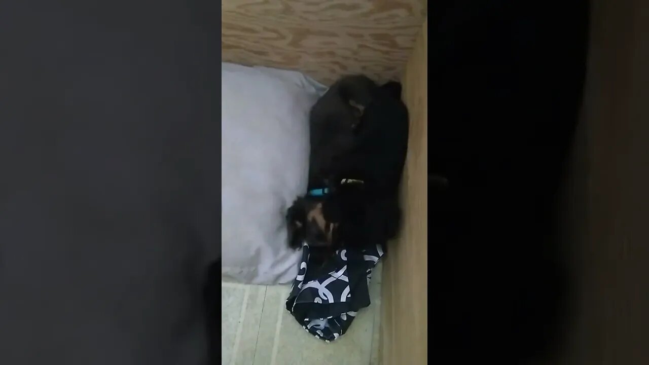 Iris Beating Up Her Brother