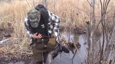 Two otters in one trap