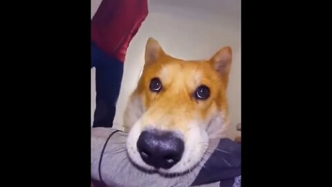 Doggo pro