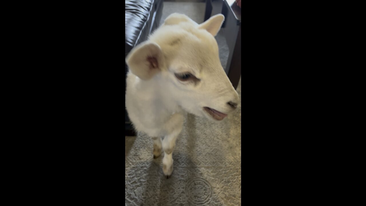 Chance the lamb