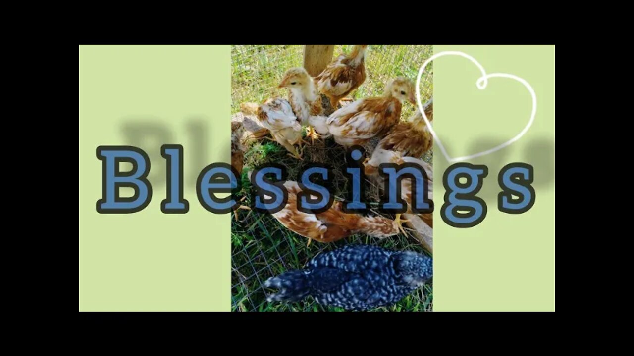 Some Blessing from God say cheep cheep.