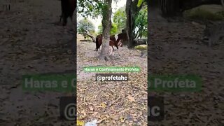 Égua e seu filhote ( Potrinho ). Haras e Confinamento Profeta