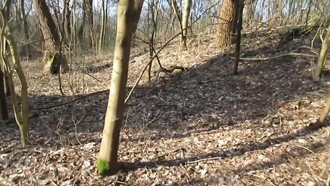 Magnetic fields in a forrest