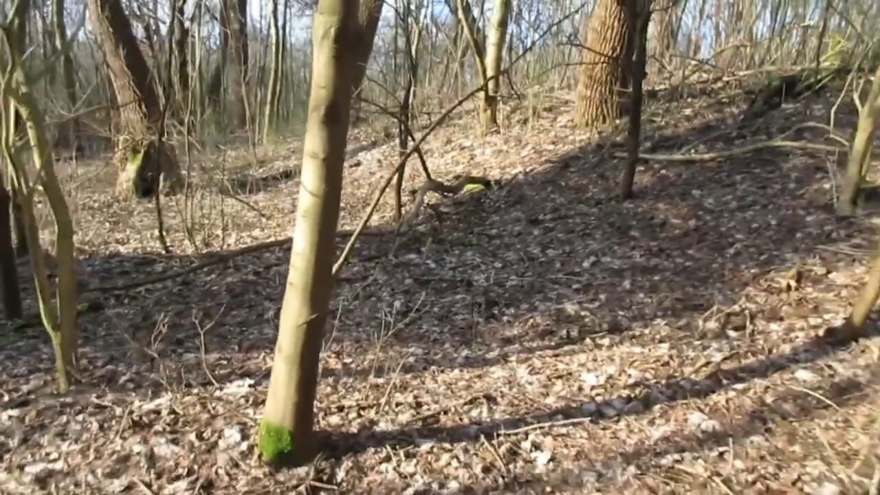 Magnetic fields in a forrest