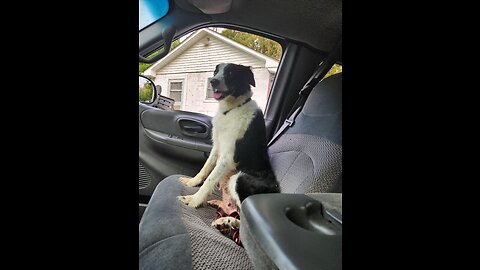 Border Collie puppies | dogs