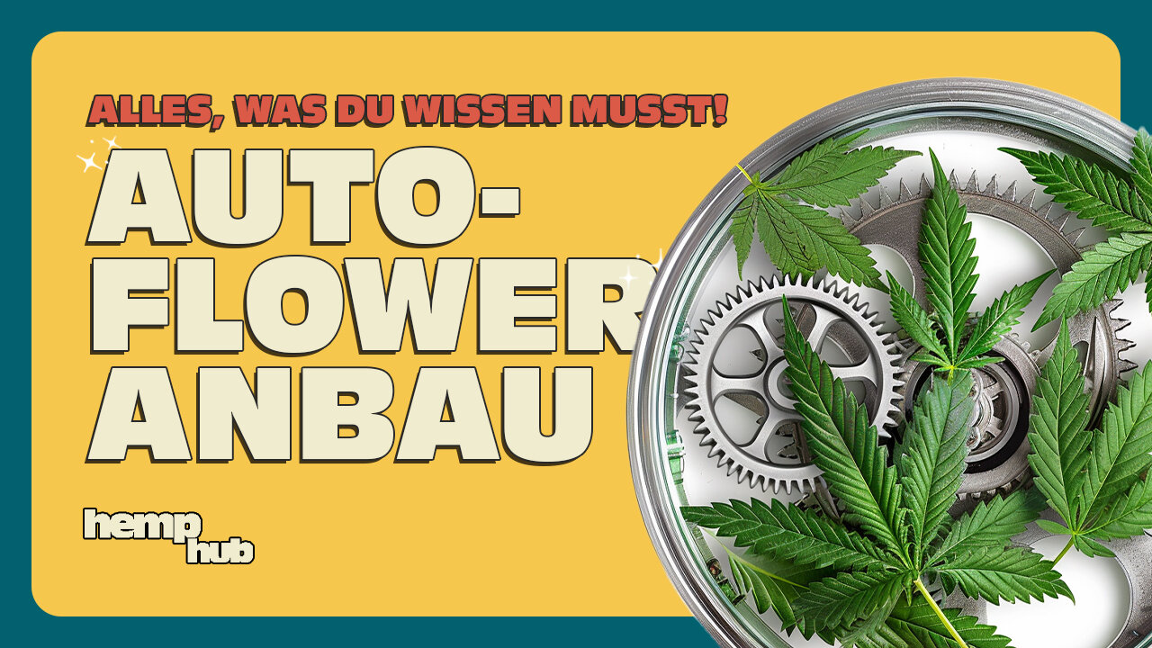 Autoflowering Anbau 🌱 Dein kompletter Guide für Automatics!